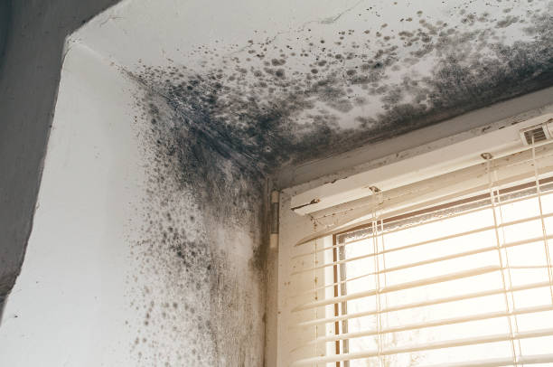 Affordable Mold Cleanup solutions in Short Hills, NJ